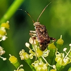 Sidnia kinbergi (Australian crop mirid) at Sullivans Creek, Lyneham South - 7 Dec 2023 by trevorpreston