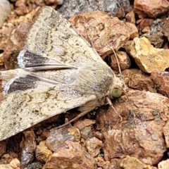 Helicoverpa punctigera (Native Budworm) at Lyneham, ACT - 7 Dec 2023 by trevorpreston