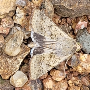Helicoverpa punctigera at Sullivans Creek, Lyneham South - 8 Dec 2023 09:46 AM
