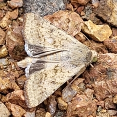 Helicoverpa punctigera at Sullivans Creek, Lyneham South - 8 Dec 2023