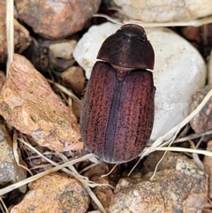 Sericesthis nigrolineata (Dusky pasture scarab) at Sullivans Creek, Lyneham South - 7 Dec 2023 by trevorpreston