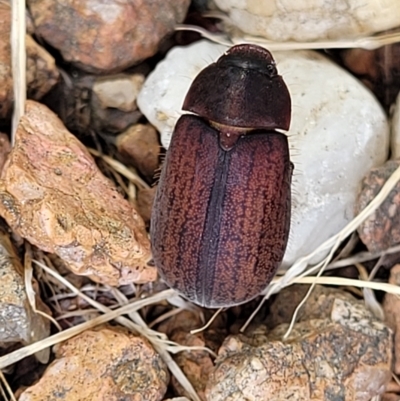 Sericesthis nigrolineata (Dusky pasture scarab) at Lyneham, ACT - 7 Dec 2023 by trevorpreston