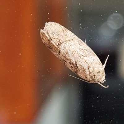 Philobota philostaura (A Concealer moth (Philobota group)) at Sullivans Creek, Lyneham South - 8 Dec 2023 by trevorpreston