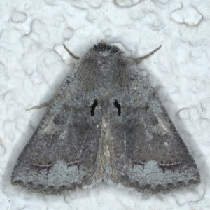 Pantydia diemeni (Pantydia diemeni) at Ainslie, ACT by jb2602
