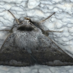 Pantydia diemeni at Ainslie, ACT - 5 Dec 2023 10:05 PM