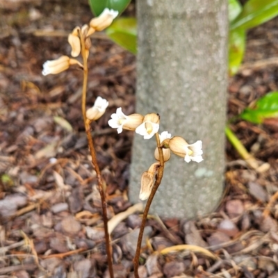 Gastrodia sesamoides (Cinnamon Bells) at National Arboretum Forests - 7 Dec 2023 by BethanyDunne