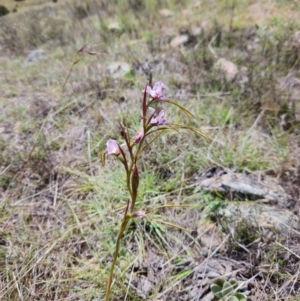 Diuris dendrobioides (Late Mauve Doubletail) at suppressed by Portia