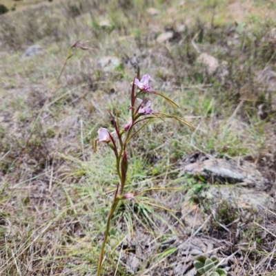 Diuris dendrobioides (Late Mauve Doubletail) by Portia