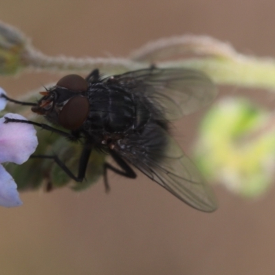 Muscidae (family) (Unidentified muscid fly) at Lyons, ACT - 7 Dec 2023 by ran452