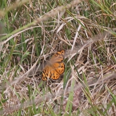 Heteronympha merope (Common Brown Butterfly) at Lyons, ACT - 7 Dec 2023 by ran452