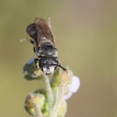 Lasioglossum (Chilalictus) lanarium (Halictid bee) at Lyons, ACT - 7 Dec 2023 by ran452