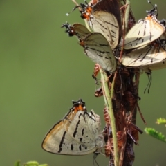 Jalmenus evagoras (Imperial Hairstreak) at Manton, NSW - 7 Dec 2023 by SandraH