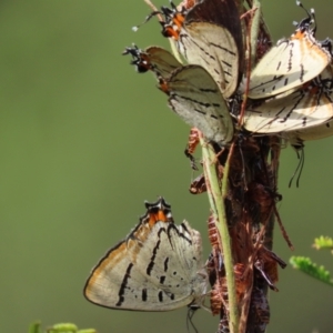 Jalmenus evagoras (Imperial Hairstreak) at Mundoonen Nature Reserve by SandraH