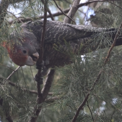 Callocephalon fimbriatum (Gang-gang Cockatoo) at QPRC LGA - 7 Dec 2023 by LyndalT