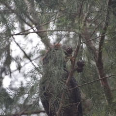 Callocephalon fimbriatum at QPRC LGA - 7 Dec 2023