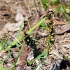 Gamochaeta sp. (Cudweed) at Bruce, ACT - 8 Dec 2023 by trevorpreston