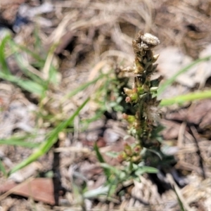 Gamochaeta sp. at Bruce Ridge to Gossan Hill - 8 Dec 2023