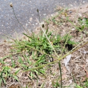Chloris truncata (Windmill Grass) at Bruce Ridge to Gossan Hill by trevorpreston