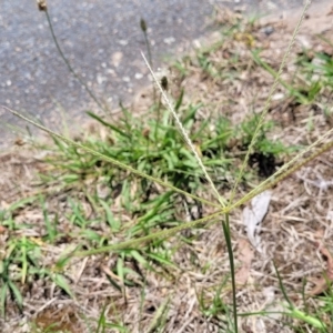 Chloris truncata at Bruce Ridge to Gossan Hill - 8 Dec 2023 12:06 PM