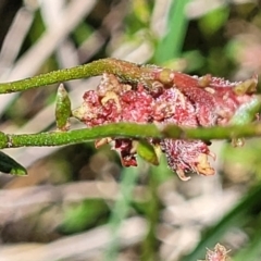 Gonocarpus tetragynus (Common Raspwort) at Bruce Ridge to Gossan Hill - 8 Dec 2023 by trevorpreston