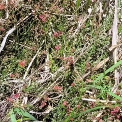 Gonocarpus tetragynus at Bruce Ridge to Gossan Hill - 8 Dec 2023