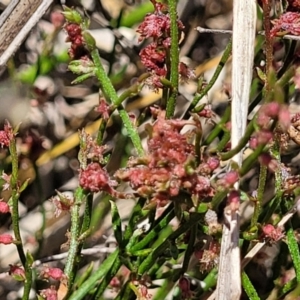 Gonocarpus tetragynus at Bruce Ridge to Gossan Hill - 8 Dec 2023 12:05 PM