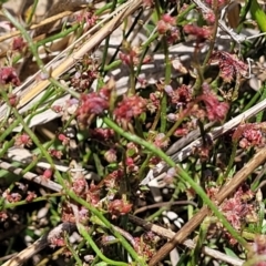 Gonocarpus tetragynus at Bruce Ridge to Gossan Hill - 8 Dec 2023