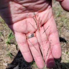Eragrostis curvula (African Lovegrass) at Bruce, ACT - 8 Dec 2023 by trevorpreston