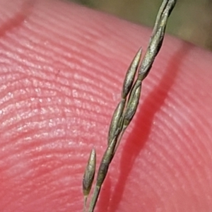 Eragrostis curvula at Flea Bog Flat, Bruce - 8 Dec 2023
