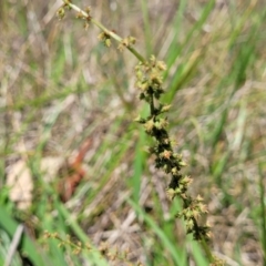 Rumex brownii (Slender Dock) at Flea Bog Flat, Bruce - 8 Dec 2023 by trevorpreston