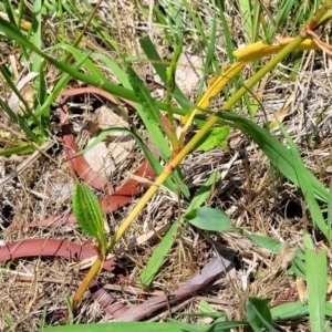 Rumex brownii at Bruce Ridge to Gossan Hill - 8 Dec 2023