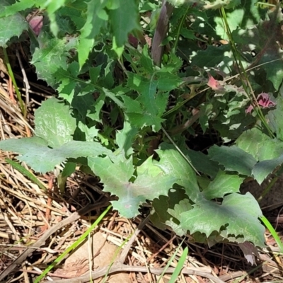 Sonchus oleraceus (Annual Sowthistle) at Bruce Ridge to Gossan Hill - 8 Dec 2023 by trevorpreston