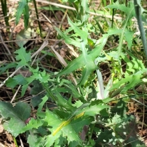 Sonchus oleraceus at Flea Bog Flat, Bruce - 8 Dec 2023