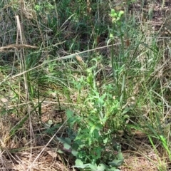 Sonchus oleraceus at Flea Bog Flat, Bruce - 8 Dec 2023 12:02 PM