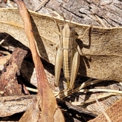 Praxibulus sp. (genus) (A grasshopper) at Flea Bog Flat, Bruce - 8 Dec 2023 by trevorpreston