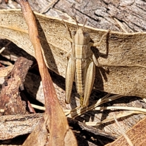 Praxibulus sp. (genus) (A grasshopper) at Bruce Ridge to Gossan Hill by trevorpreston