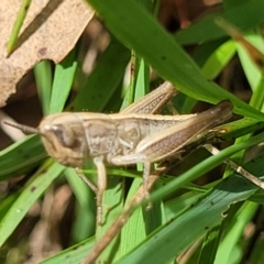 Praxibulus sp. (genus) at Bruce Ridge to Gossan Hill - 8 Dec 2023 11:58 AM