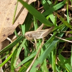 Praxibulus sp. (genus) at Bruce Ridge to Gossan Hill - 8 Dec 2023 11:58 AM