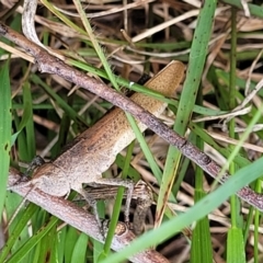 Goniaea opomaloides (Mimetic Gumleaf Grasshopper) at Bruce, ACT - 8 Dec 2023 by trevorpreston