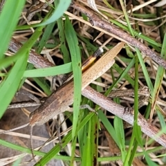 Goniaea opomaloides at Flea Bog Flat, Bruce - 8 Dec 2023 11:58 AM