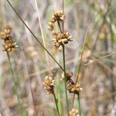 Juncus subsecundus (Finger Rush) at Bruce, ACT - 8 Dec 2023 by trevorpreston