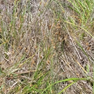 Juncus subsecundus at Bruce Ridge to Gossan Hill - 8 Dec 2023 11:55 AM