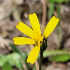 Hypochaeris radicata (Cat's Ear, Flatweed) at Flea Bog Flat, Bruce - 8 Dec 2023 by trevorpreston