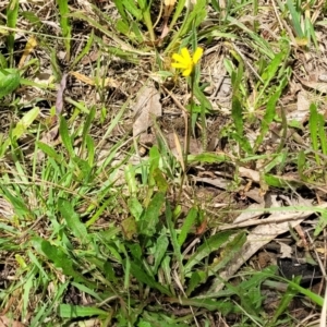 Hypochaeris radicata at Flea Bog Flat, Bruce - 8 Dec 2023 11:54 AM