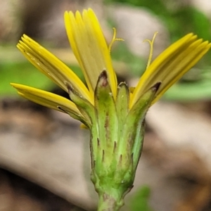 Hypochaeris radicata at Flea Bog Flat, Bruce - 8 Dec 2023 11:54 AM