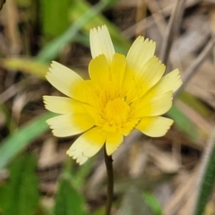 Hypochaeris radicata (Cat's Ear, Flatweed) at Flea Bog Flat, Bruce - 8 Dec 2023 by trevorpreston