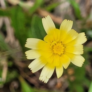 Hypochaeris radicata at Flea Bog Flat, Bruce - 8 Dec 2023 11:53 AM