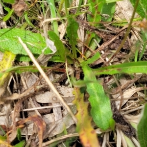 Hypochaeris radicata at Flea Bog Flat, Bruce - 8 Dec 2023 11:53 AM