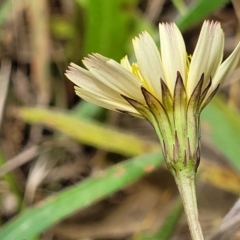 Hypochaeris radicata at Flea Bog Flat, Bruce - 8 Dec 2023 11:53 AM