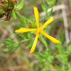 Hypericum perforatum (St John's Wort) at Flea Bog Flat, Bruce - 8 Dec 2023 by trevorpreston